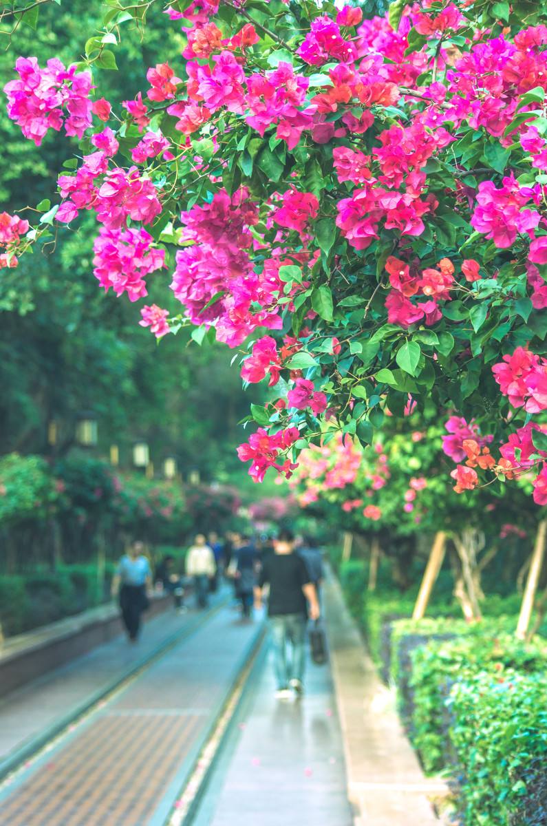 深圳，深圳.jpg